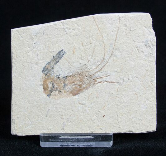 Fossil Shrimp Carpopenaeus From Lebanon #1800
